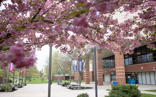 cherry blossoms on campus