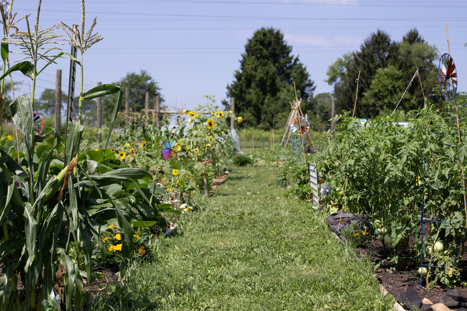 A perspective view between ttwo rows of crops
