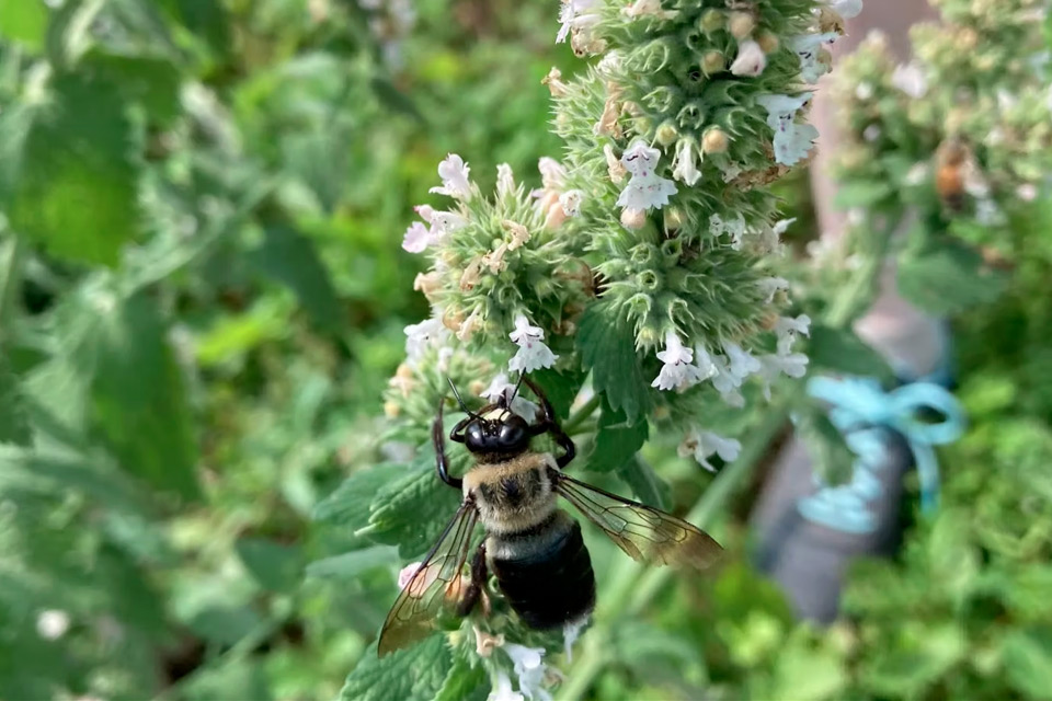 A bee on a flower gathering pollen