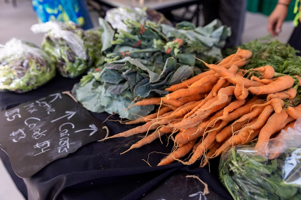 Photo of lettuce and carrots
