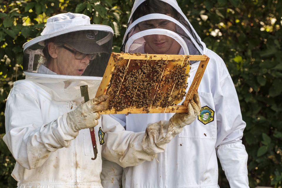Beekeepers holding a section of a hive