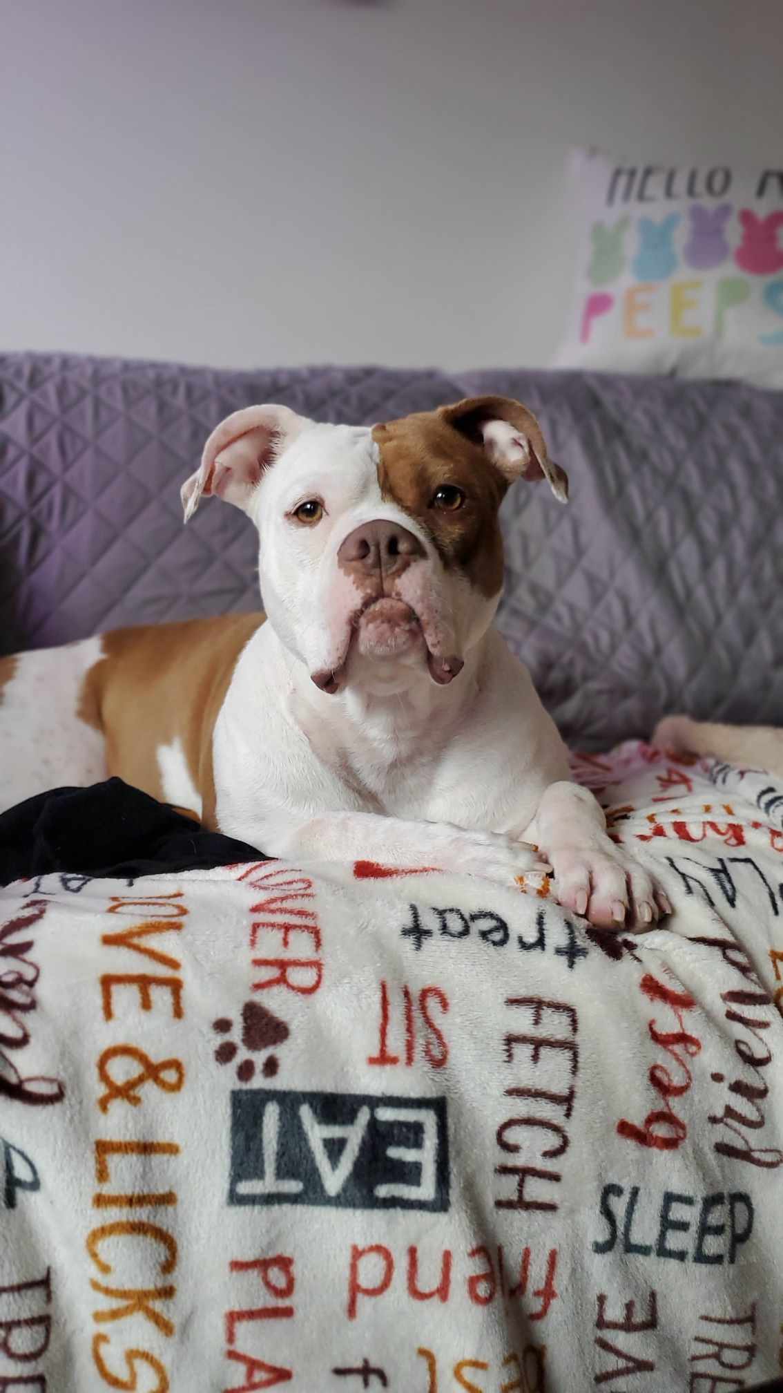 dog